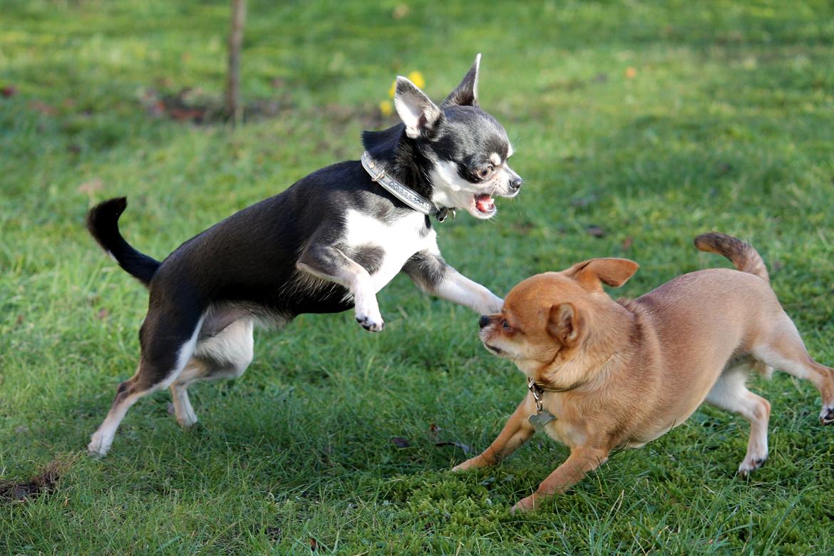 Chihuahua Chihuanas Blueberry Yum Yum - Evee - Frække Evee nyder forårs solen og driller Momo :) 12 februar 2014 billede 11