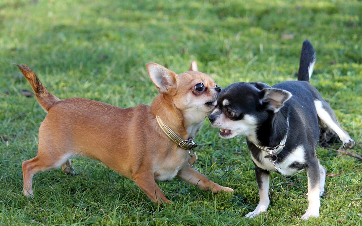 Chihuahua Chihuanas Flush of Hearts - Momo - Haps! ;) 12 februar 2014 billede 46