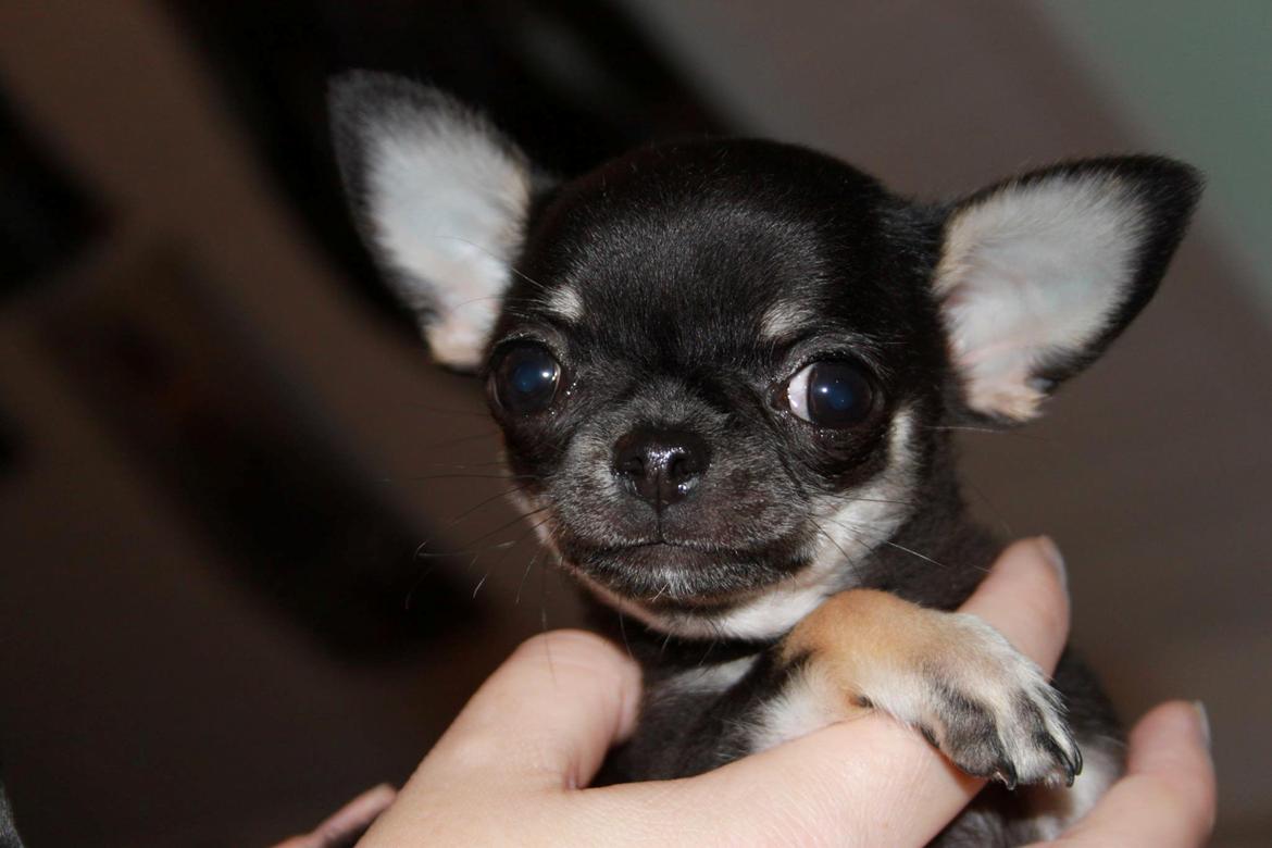 Chihuahua High Fly Messi the One and Only billede 2