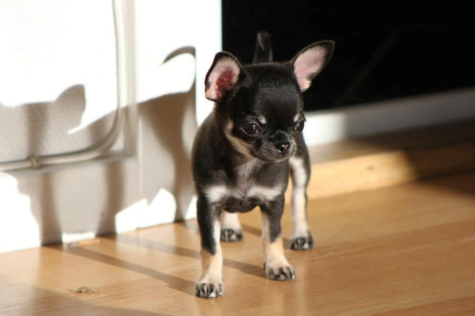 Chihuahua High Fly Messi the One and Only billede 4