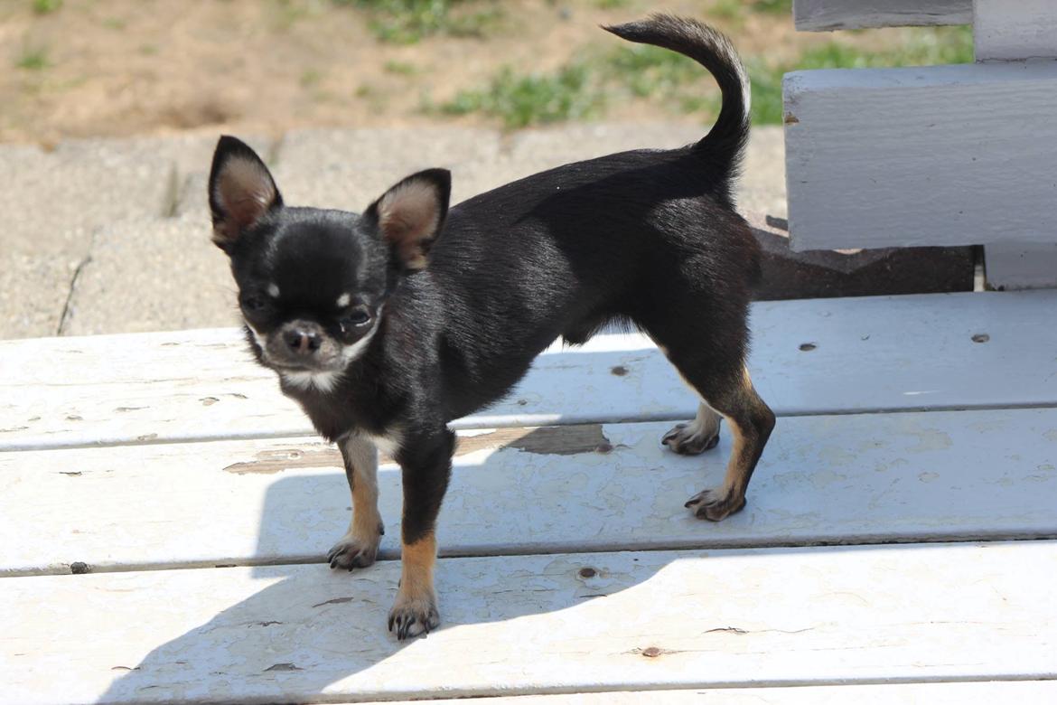 Chihuahua High Fly Messi the One and Only billede 3