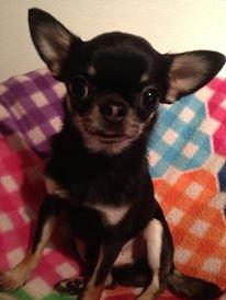 Chihuahua High Fly Messi the One and Only billede 6