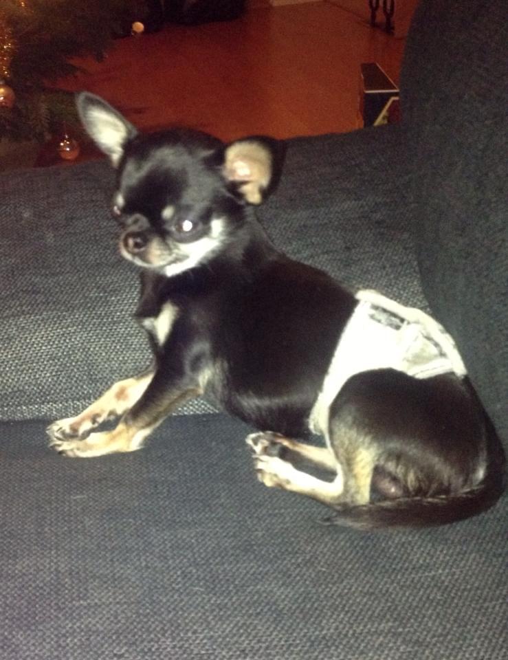 Chihuahua High Fly Messi the One and Only billede 7