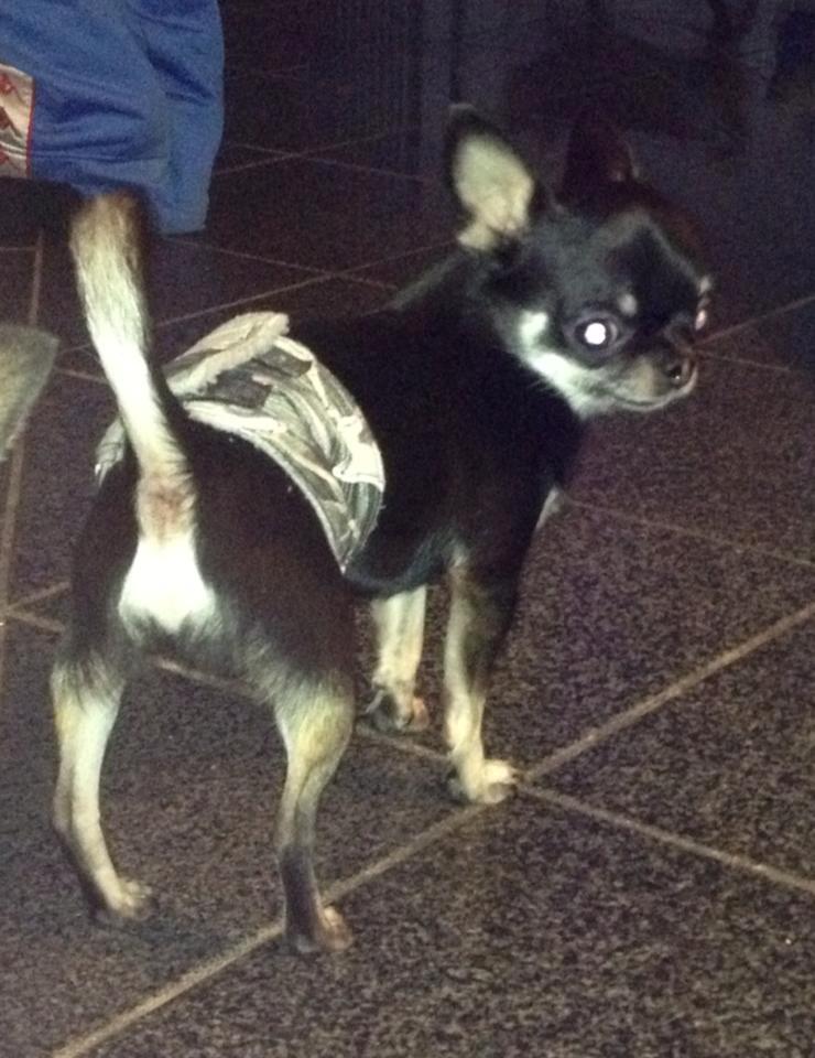 Chihuahua High Fly Messi the One and Only billede 8
