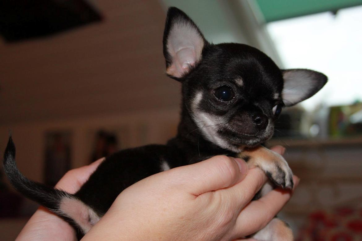 Chihuahua High Fly Messi the One and Only billede 9