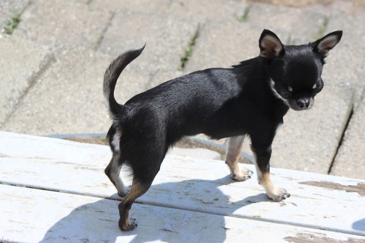 Chihuahua High Fly Messi the One and Only billede 5