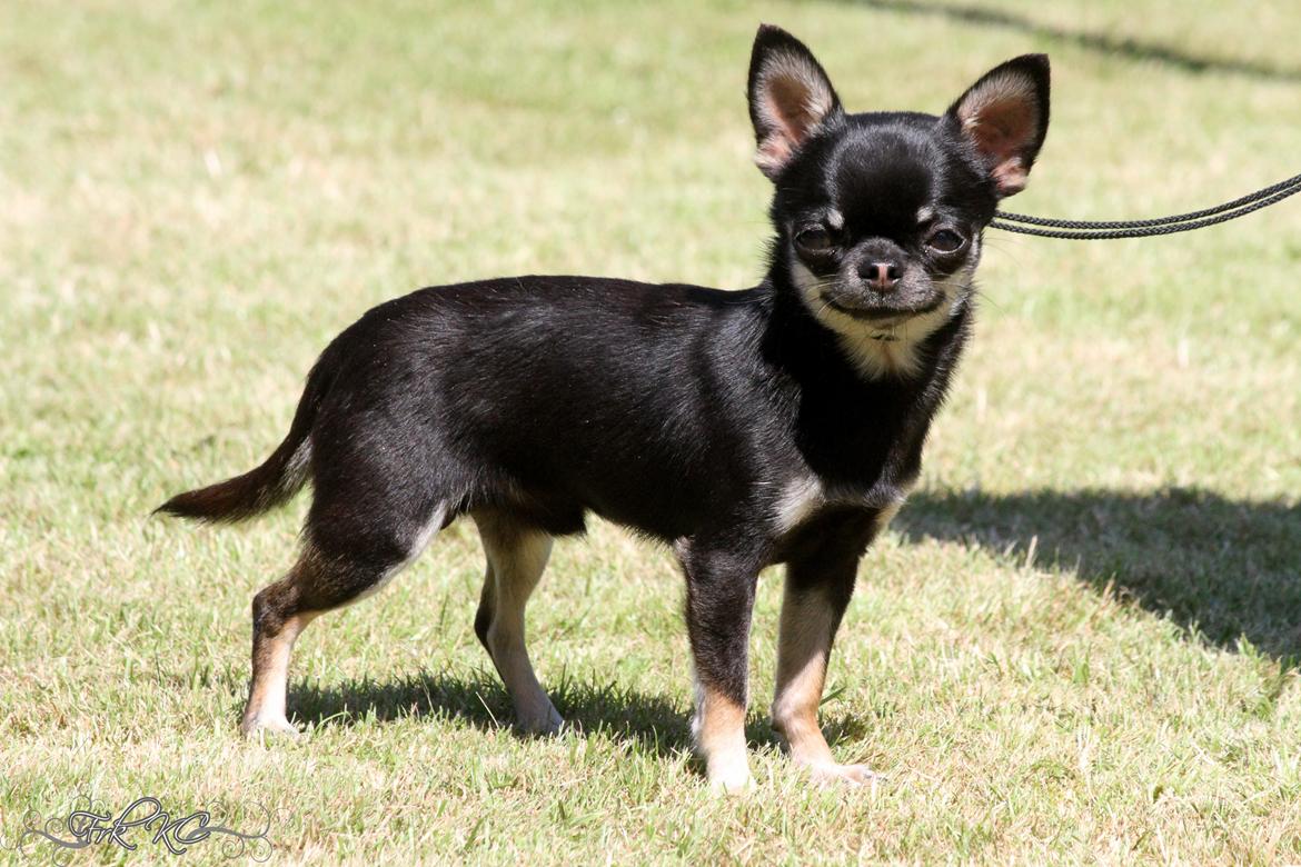 Chihuahua High Fly Messi the One and Only billede 1