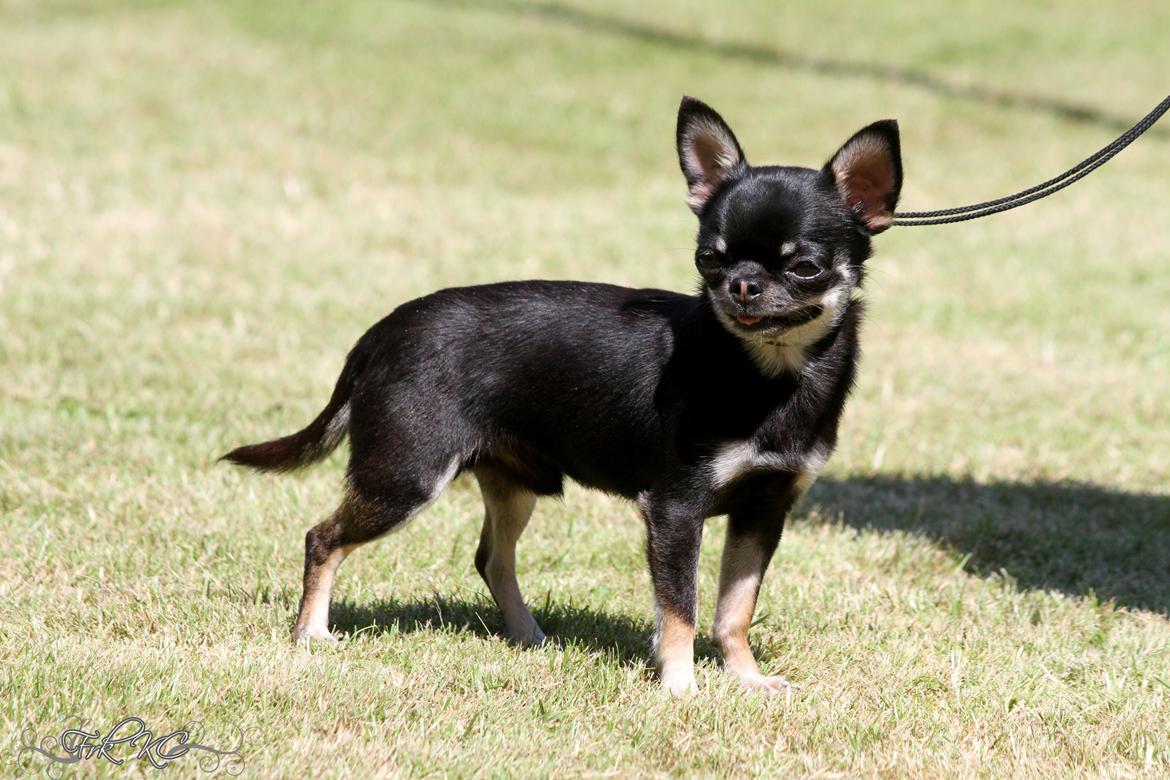 Chihuahua High Fly Messi the One and Only billede 12