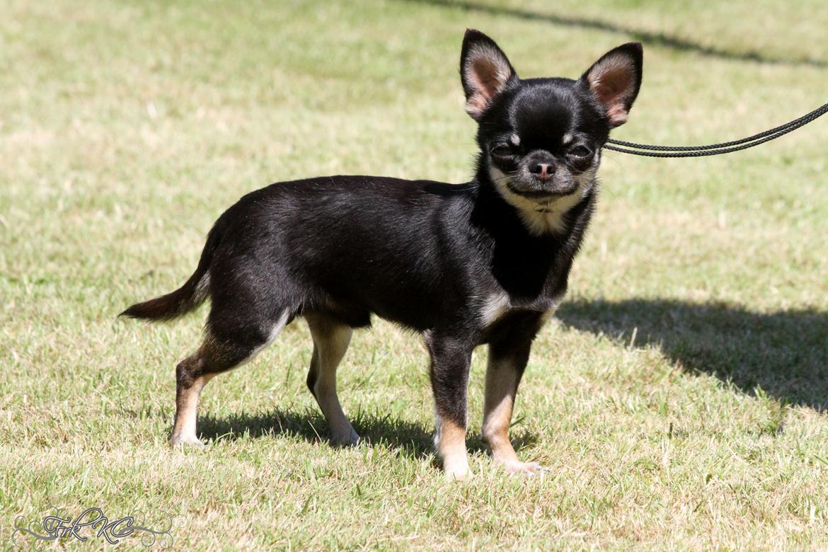 Chihuahua High Fly Messi the One and Only billede 13