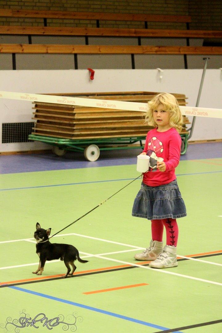 Chihuahua High Fly Messi the One and Only billede 15