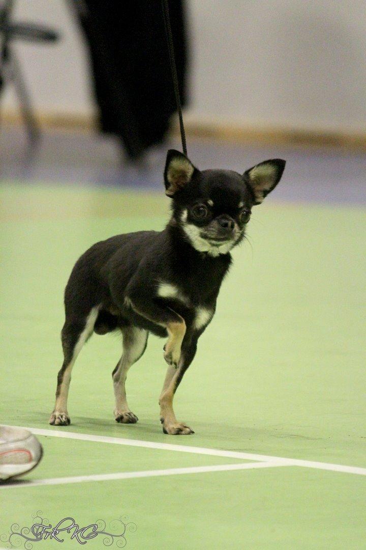 Chihuahua High Fly Messi the One and Only billede 16