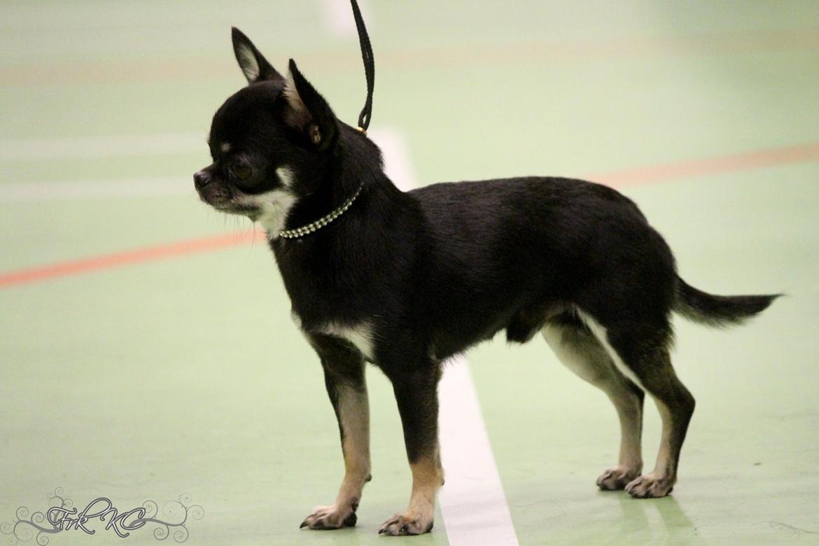 Chihuahua High Fly Messi the One and Only billede 17