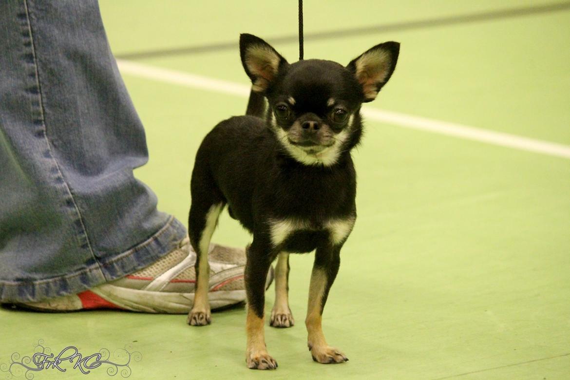 Chihuahua High Fly Messi the One and Only billede 18