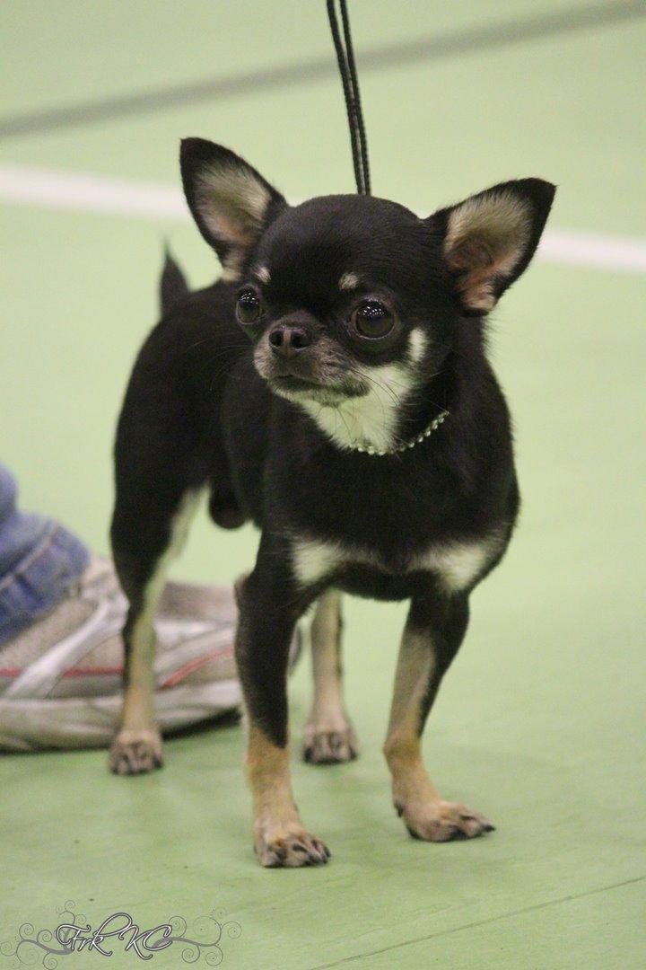 Chihuahua High Fly Messi the One and Only billede 19