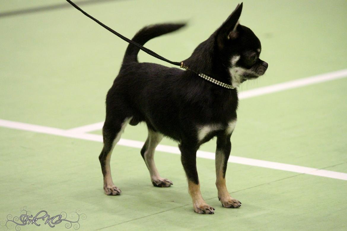 Chihuahua High Fly Messi the One and Only billede 20