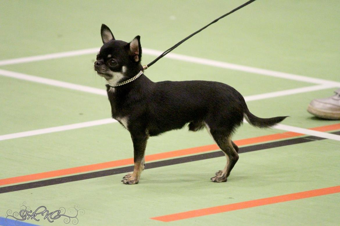 Chihuahua High Fly Messi the One and Only billede 14