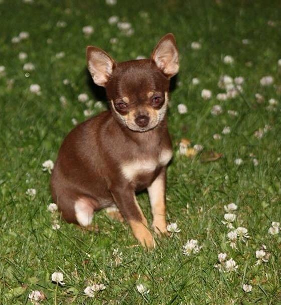 Chihuahua My Favorite Choice Nala billede 1