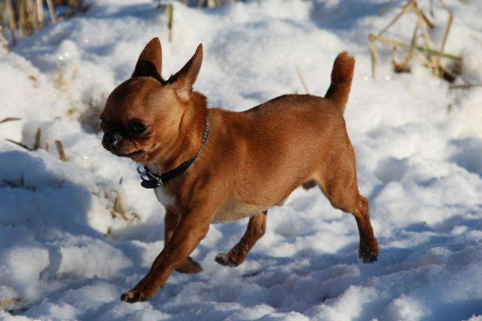 Chihuahua Helikos Oskar Red billede 2