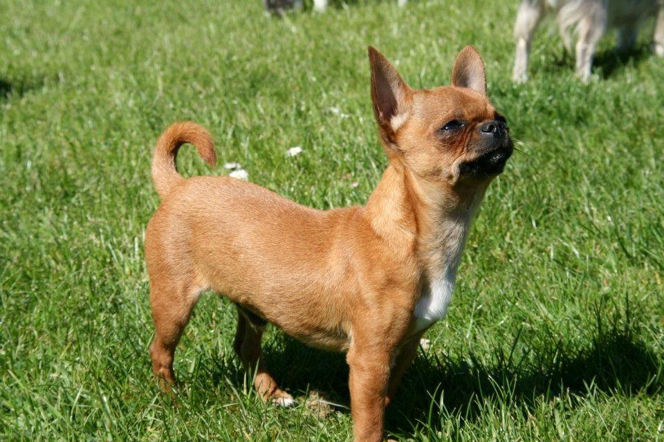 Chihuahua Helikos Oskar Red billede 6