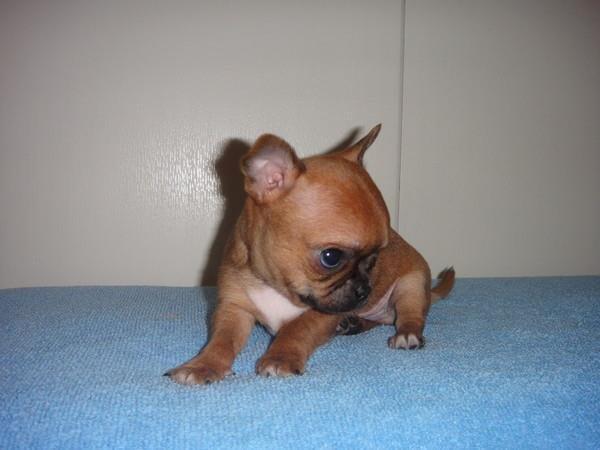 Chihuahua Helikos Oskar Red billede 7