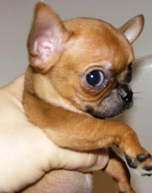 Chihuahua Helikos Oskar Red billede 8