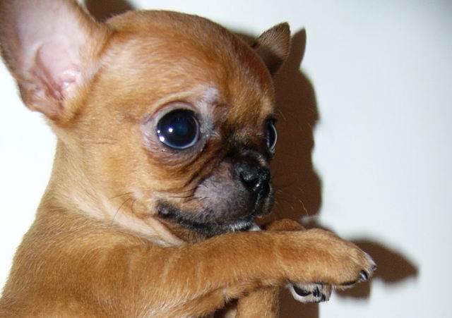 Chihuahua Helikos Oskar Red billede 9