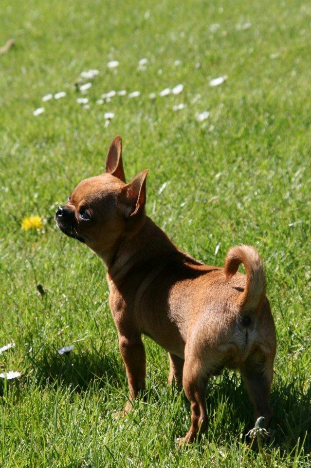 Chihuahua Helikos Oskar Red billede 10