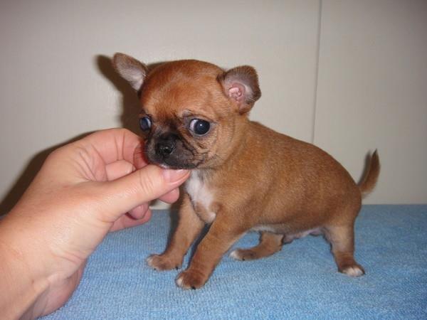 Chihuahua Helikos Oskar Red billede 11