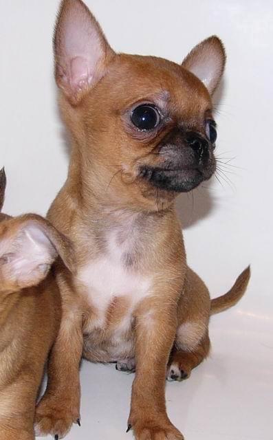 Chihuahua Helikos Oskar Red billede 12