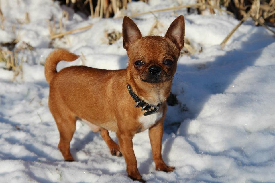 Chihuahua Helikos Oskar Red billede 3
