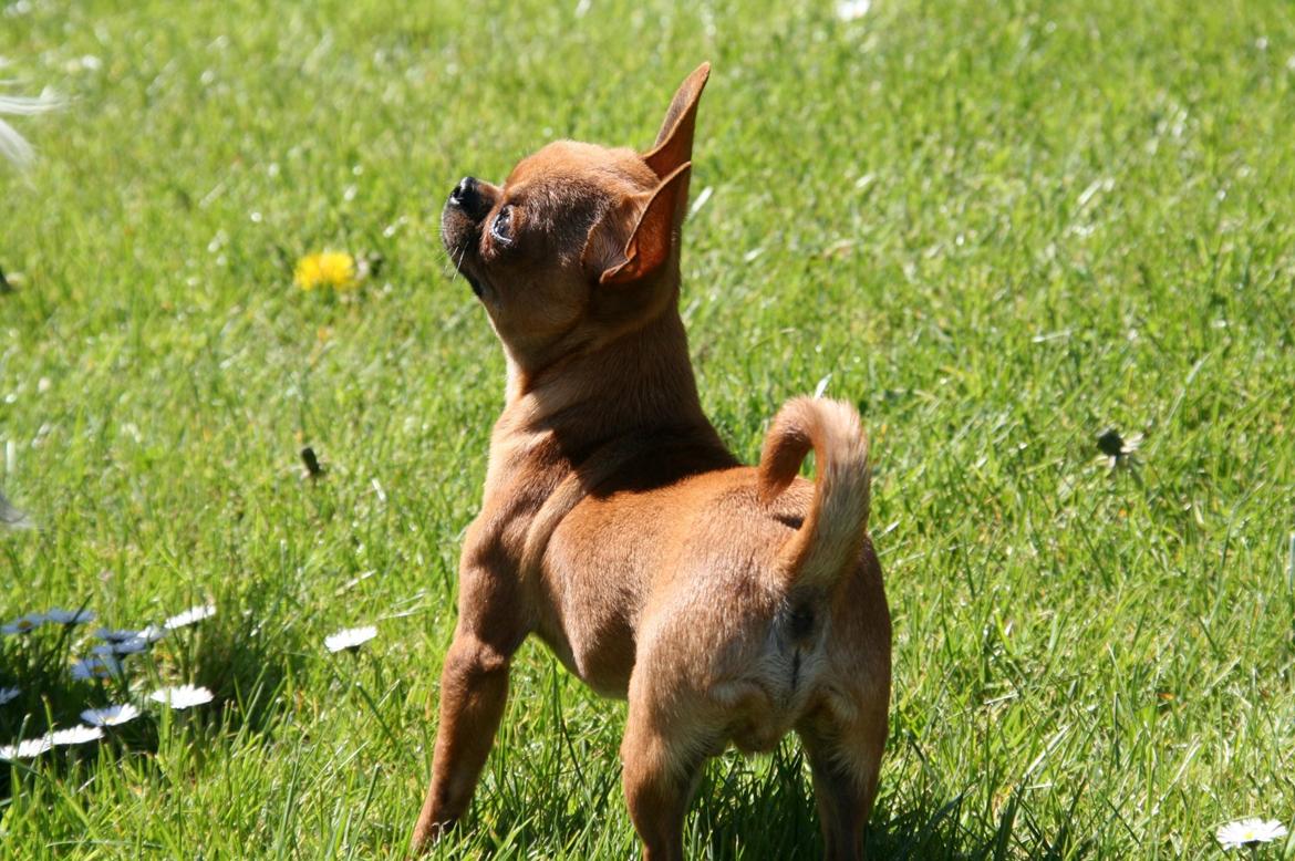 Chihuahua Helikos Oskar Red billede 14