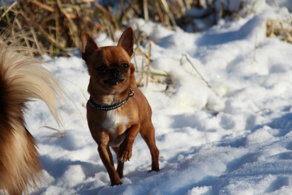 Chihuahua Helikos Oskar Red billede 5