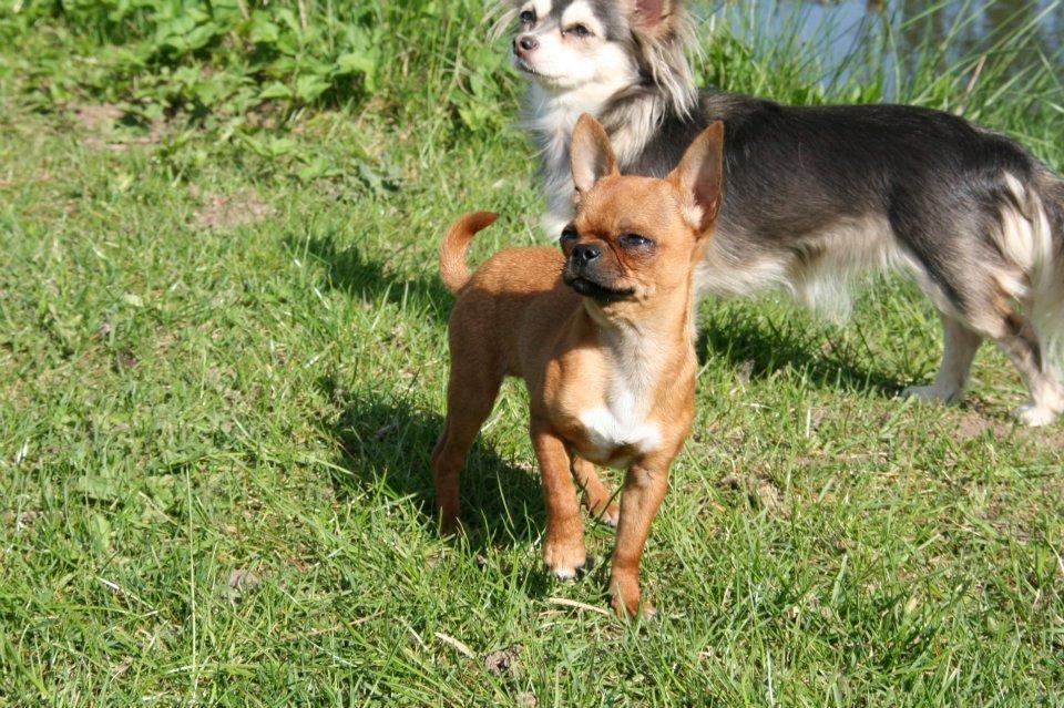 Chihuahua Helikos Oskar Red billede 15