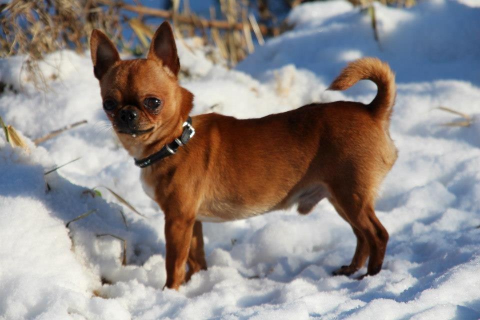 Chihuahua Helikos Oskar Red billede 1