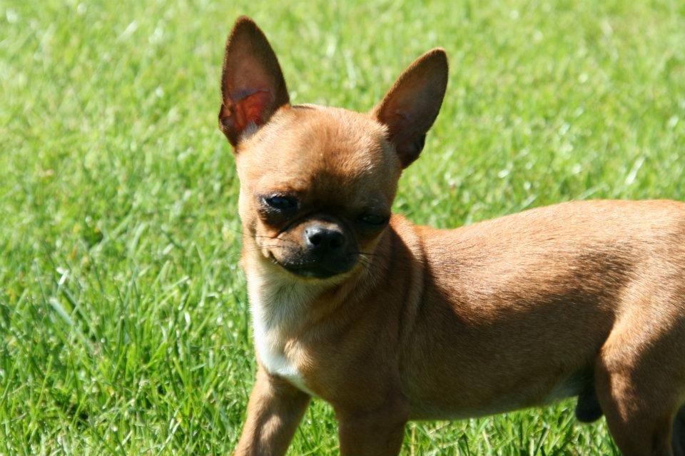 Chihuahua Helikos Oskar Red billede 16