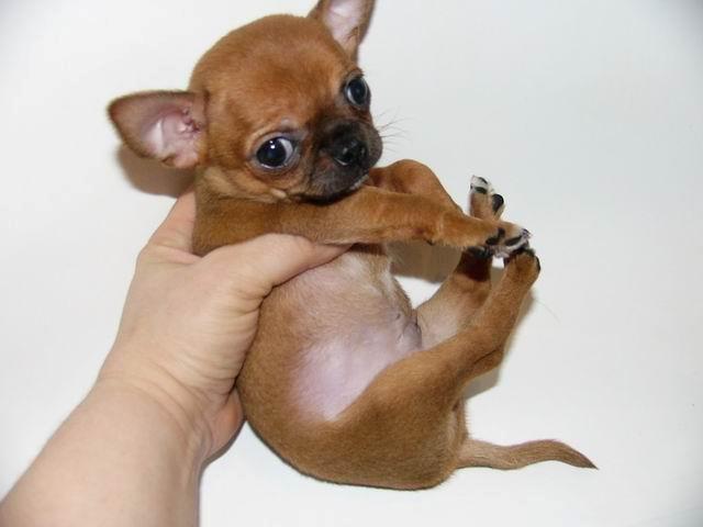 Chihuahua Helikos Oskar Red billede 13