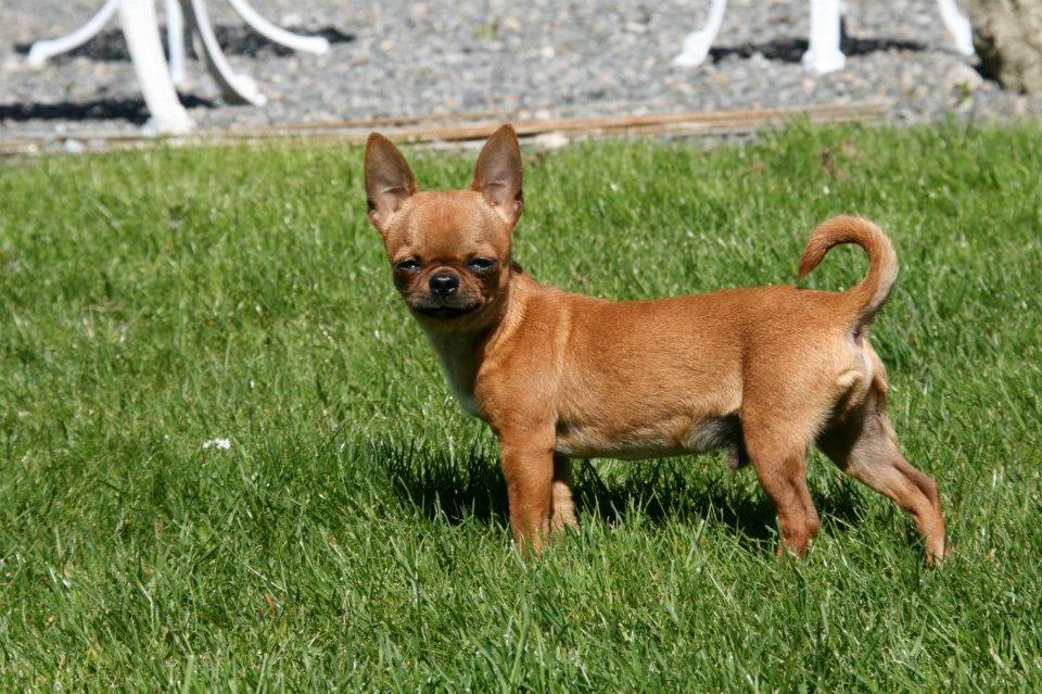 Chihuahua Helikos Oskar Red billede 18