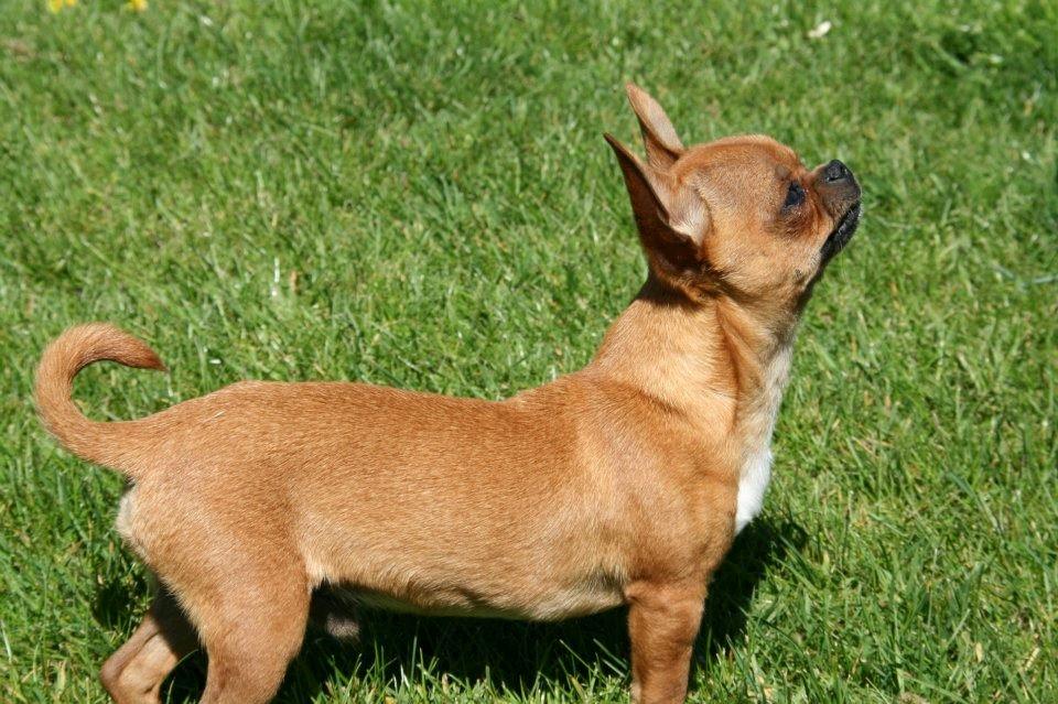 Chihuahua Helikos Oskar Red billede 19