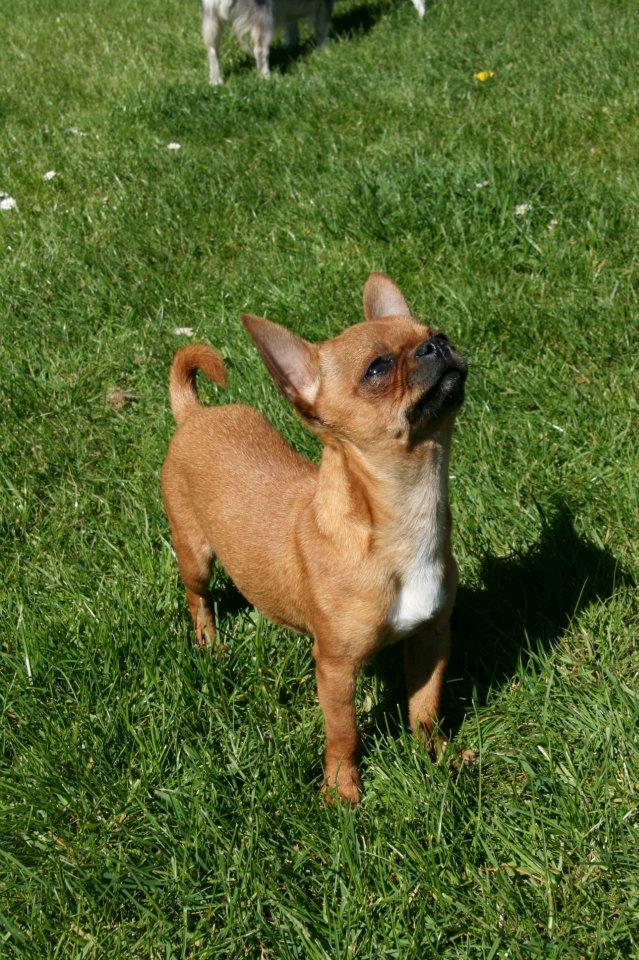 Chihuahua Helikos Oskar Red billede 20