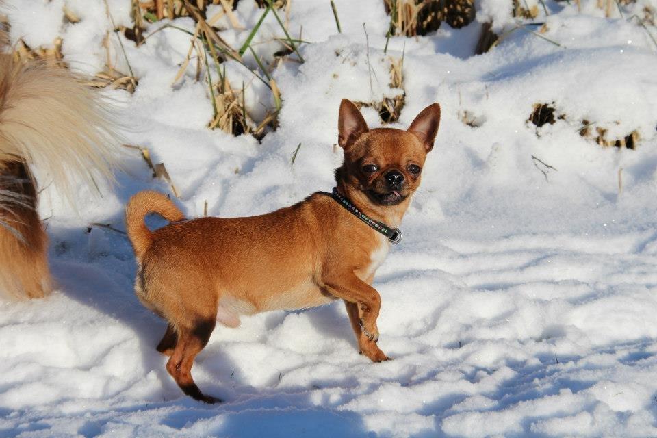 Chihuahua Helikos Oskar Red billede 4