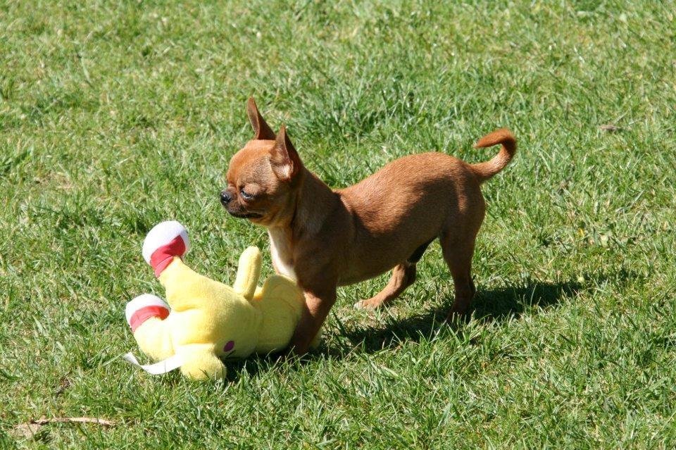 Chihuahua Helikos Oskar Red billede 17