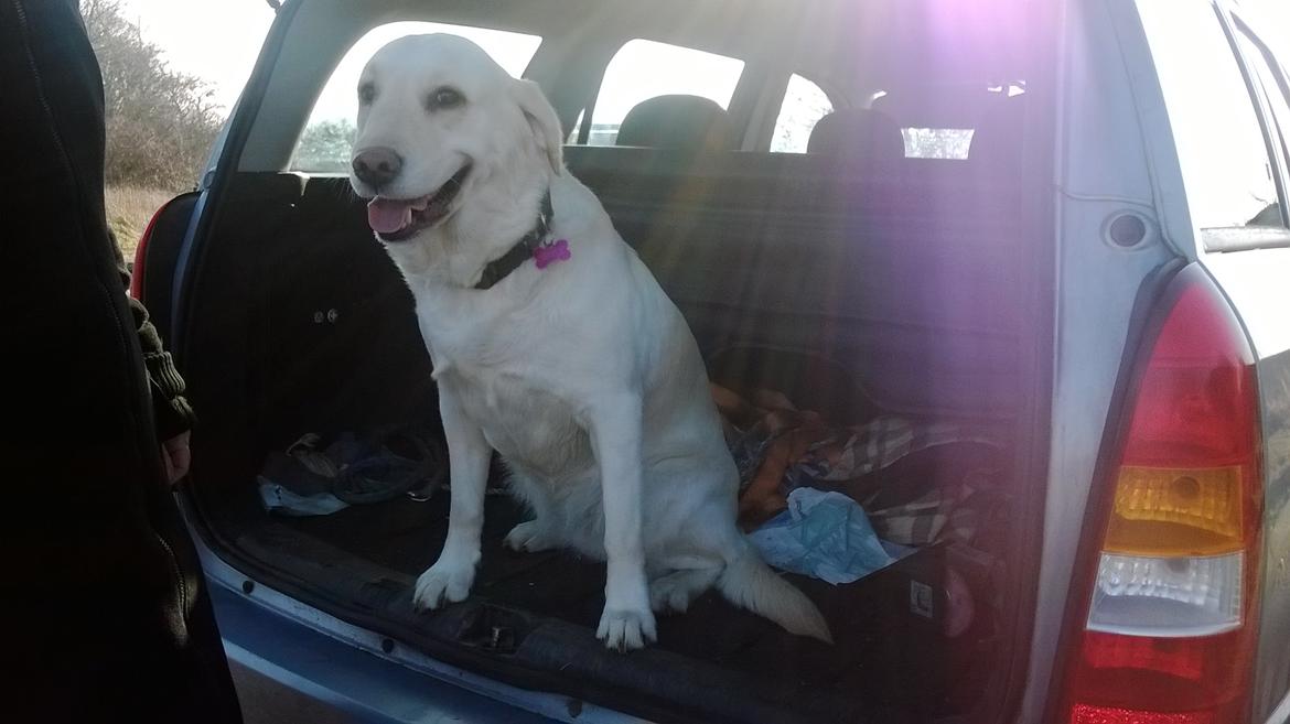 Blanding af racer †Puk† - Nyt fra idag af den 12-02-2014<3 billede 37