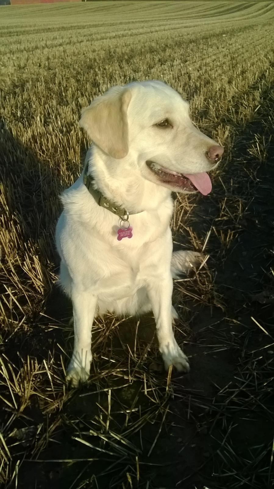 Blanding af racer †Puk† - 12-02-2014 billede 39