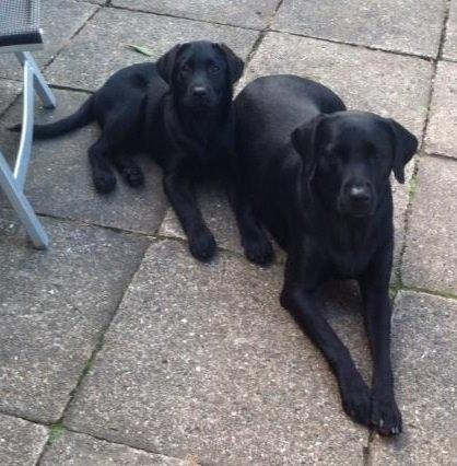 Labrador retriever Hollie billede 10