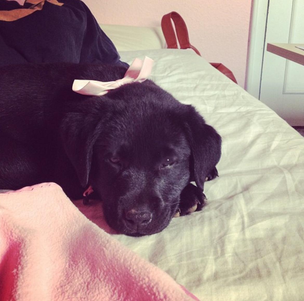 Labrador retriever Hollie billede 11