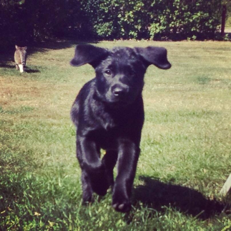 Labrador retriever Hollie billede 12