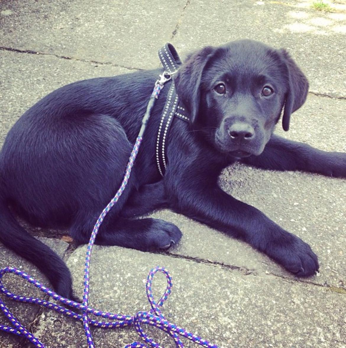 Labrador retriever Hollie billede 13