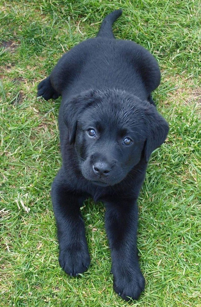Labrador retriever Hollie billede 14