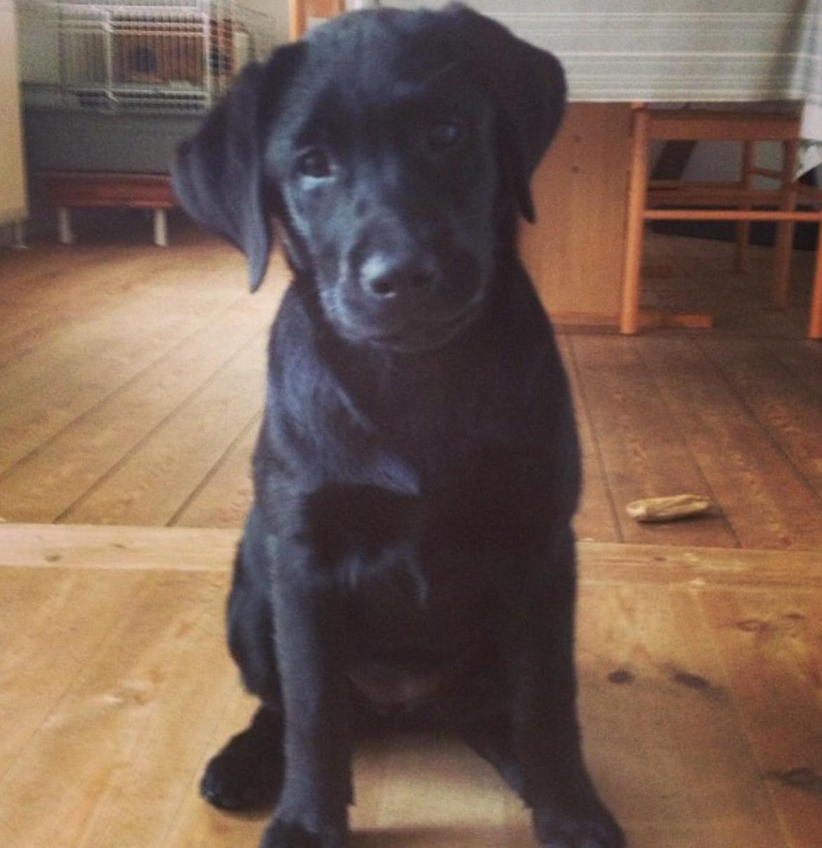 Labrador retriever Hollie billede 15