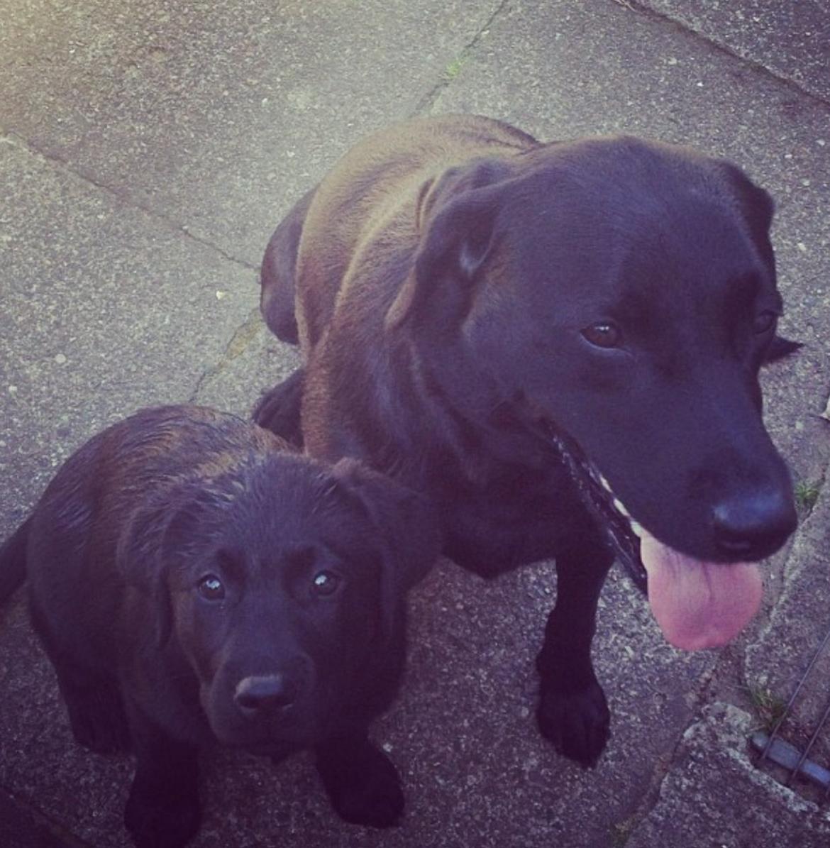 Labrador retriever Hollie billede 16